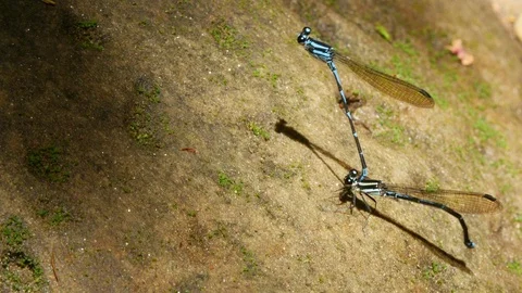 Two Blue Dragonfly coupled Vídeos de archivo 87782839
