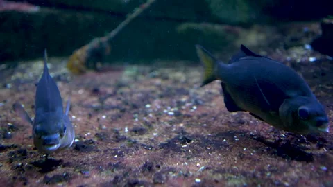 Two blue fish swimming close the ground Stock Footage 297015462