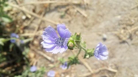 Two blue flower Stock Photos