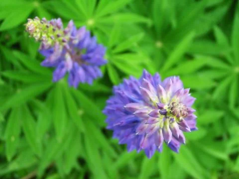 Two blue flowers Stock Photos
