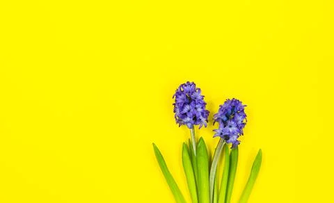 Two blue flowers on spring or summer yellow background with copy space. Stock Photos