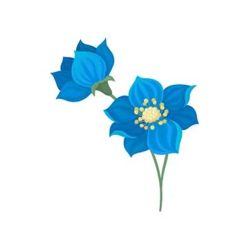 Two blue flowers on the stem. Vector illustration on white background. Stock Illustration