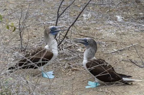 Two  blue-footed in la "isla de plata" or silver island in Ecuador Stock Photos