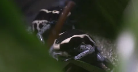 Two Blue Frog Sitting Under Large Green Leaves Stock Footage 62727964