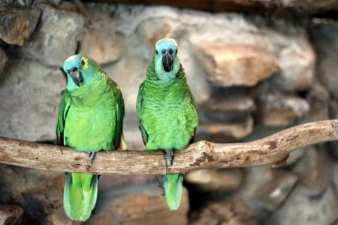 Two blue-fronted amazon (amazona aestiva) Stock Photos