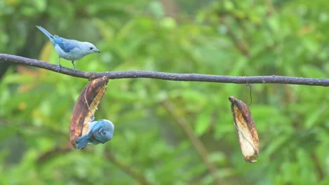 Two blue-gray Tanager birds looking down and feeding from thin branch with .. Stock Footage 342760615