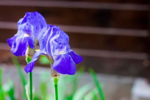 Two blue iris flowers closeup on wooden fence background Stock Photos