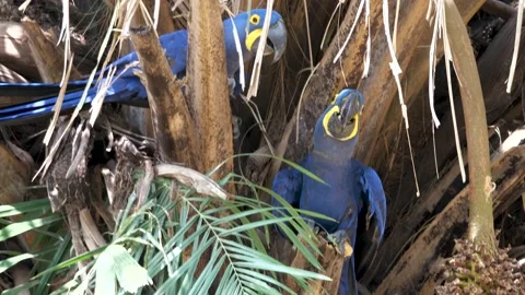 Two Blue Macaw parrots in a palm tree feeding each other palm nuts Stock Footage 220102971