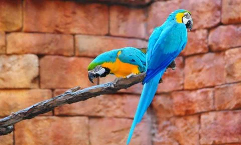 Two blue macaws Stock Photos
