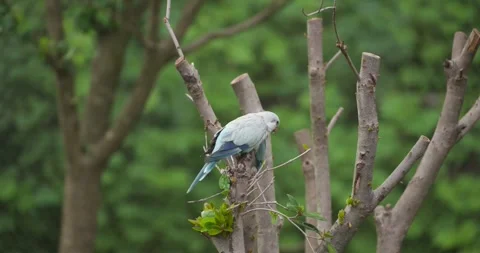 Two Blue Monk Parakeets Foraging Eating Leaves on Tree at Jeju Flower Bird Park Stock Footage 339738012