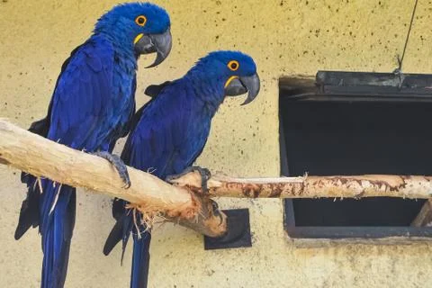 Two blue parrots on a perch. Foto stock