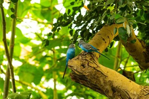 Two blue parrots perched in a tree 스톡 사진