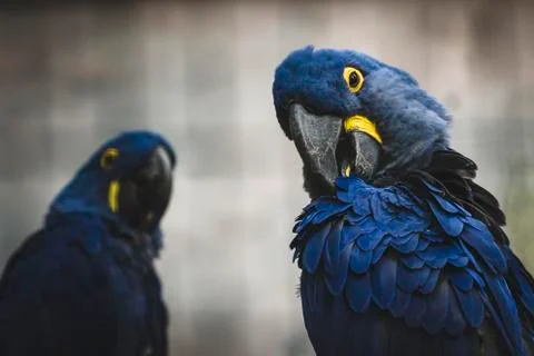 Two blue parrots Stock Photos