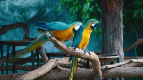 Two blue parrots in the zoo Video stock 54953815