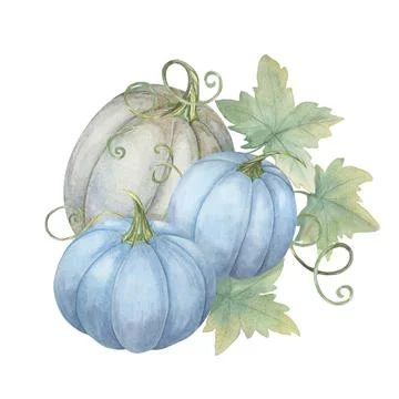 Two blue pumpkins and one white pumpkin with green leaves. Pastel colored squash 스톡 일러스트