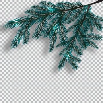 Two blue realistic branch of tree on background checker. Fir branches locat.. Stock Illustration