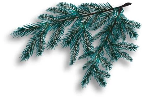 Two blue realistic tree branch. Spruce branches located in the corner. Isol.. Stock Illustration