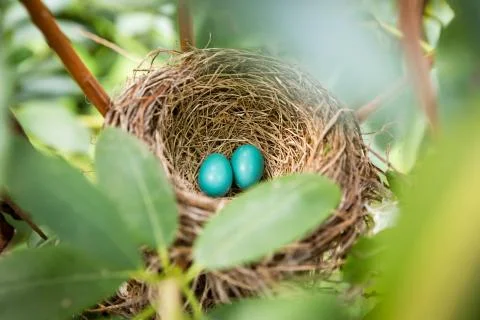 Two blue robin eggs in nest Stock Photos