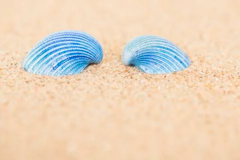 Two blue shells on beach sand Stock Photos