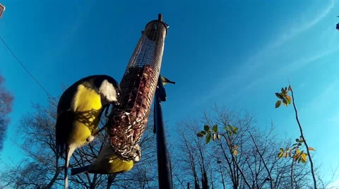 TWO BLUE TIT ON FEEDER 1-ProRes 25fps Video stock 46333297