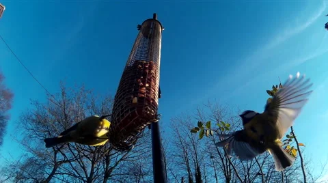 TWO BLUE TIT ON FEEDER 2-ProRes 25fps Video stock 46333542