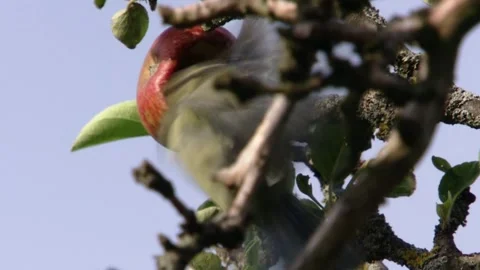 Two blue tits fighting over apple in apple tree Stock Footage 311006340