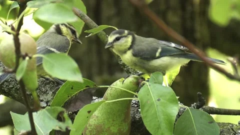 Two blue tits on a pear in pear tree Stock Footage 311006344