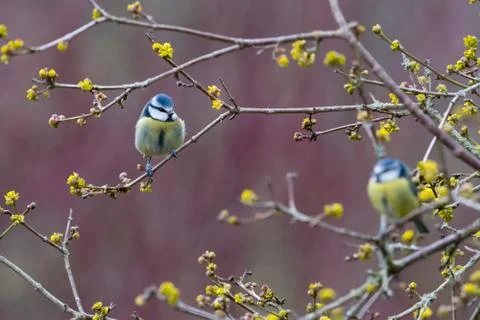 Two blue tits Stock Photos