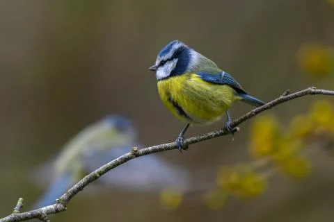 Two blue tits Stock Photos