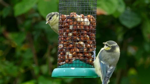 Two blue tits sharing a bird feeder. Stock Footage 91123133
