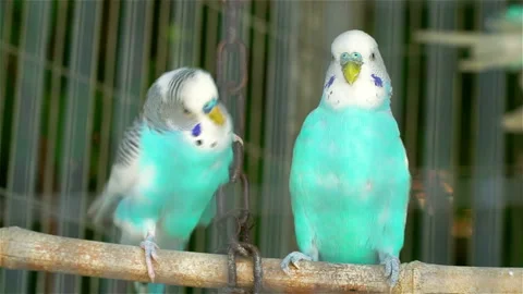 Two blue wavy parrots locked in a cage kiss and flirt. Stock Footage 106117702