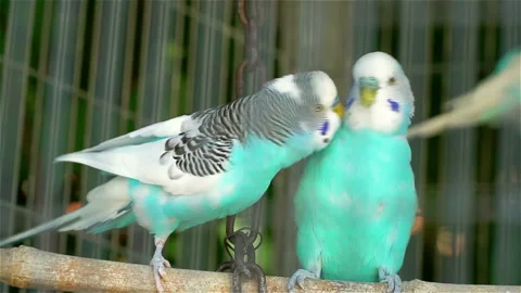 Two blue wavy parrots locked in a cage kiss and flirt. Stock Footage 106118569