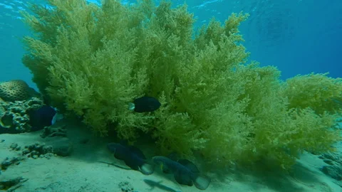 Two Blue White-barred Goby hide under Yellow Broccoli Soft coral on sandy seabed Stock Footage 327560466