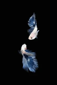 Two Blue White halfmoon betta fish siamese (Blue rim panda dalmatian type) Foto stock