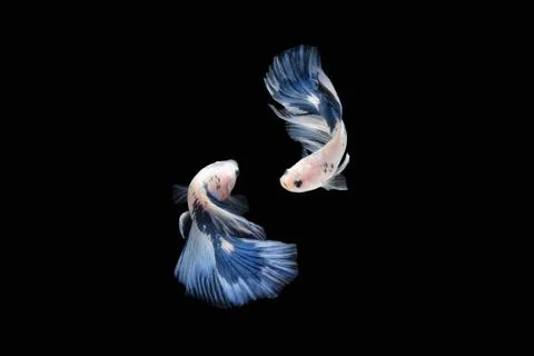 Two Blue White halfmoon betta fish siamese (Blue rim panda dalmatian type) Stock Photos