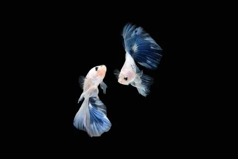 Two Blue White halfmoon betta fish siamese (Blue rim panda dalmatian type) Stock Photos