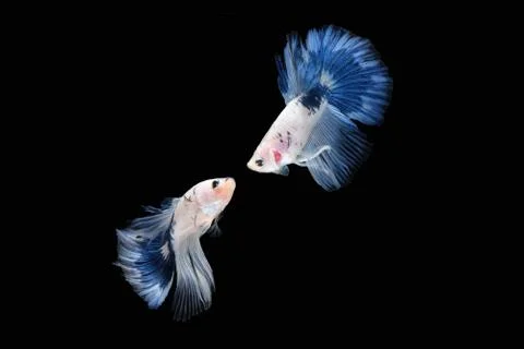 Two Blue White halfmoon betta fish siamese (Blue rim panda dalmatian type) Foto stock