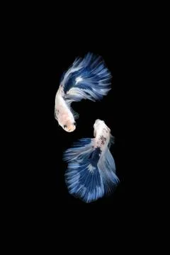 Two Blue White halfmoon betta fish siamese (Blue rim panda dalmatian type) Foto stock