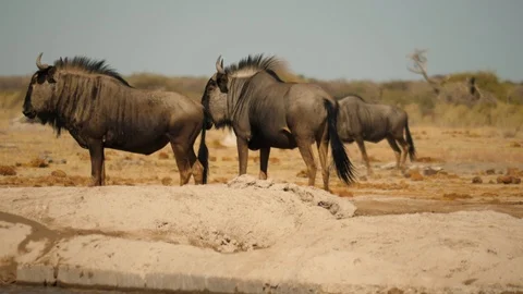 Two Blue Wildebeest stand in dry Botswana. Smells rear of other, oxpecker land Stock Footage 114639710