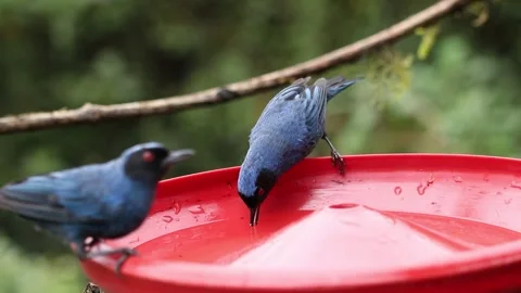 Two Blue-Winged Mountain Tanagers Drinking at Feeder in Zuroloma Ecuador Video stock 331081610
