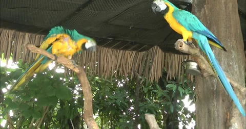 Two blue yellow macaws on branch 動画素材 343719072