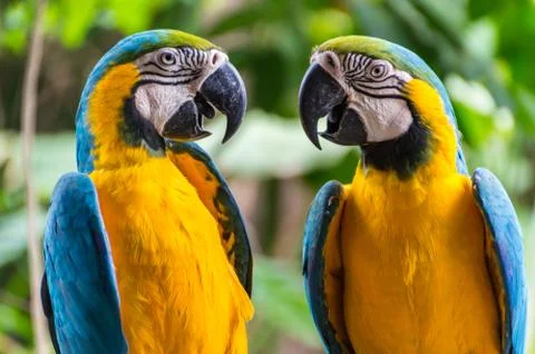 Two blue &amp; yellow Parrots facing each other Stock Photos