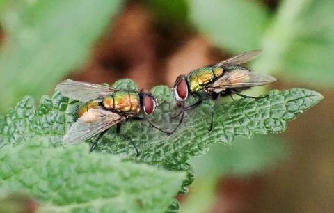 Two-bluebottle-flies-facing-each-other Stock-Fotos