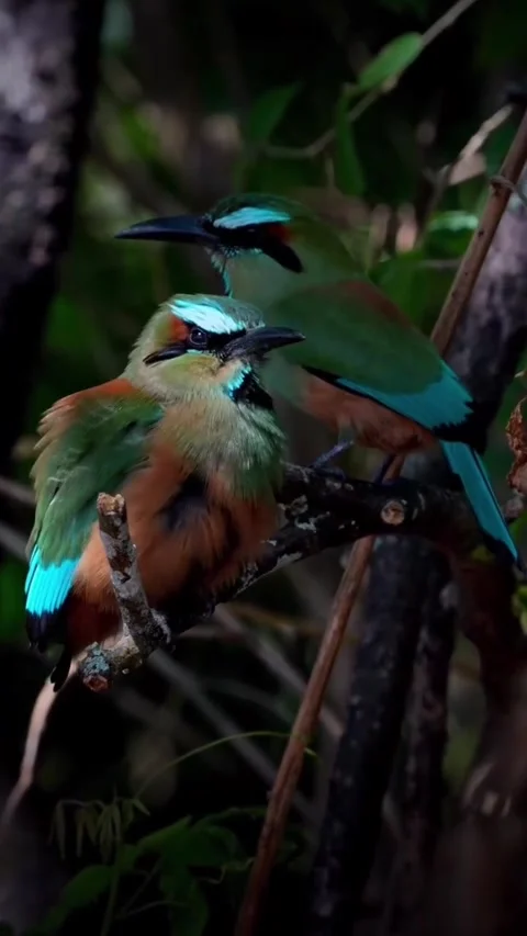 Two bluecrowned motmots perched on a branch in the tropical forest Vídeos de archivo 334353733