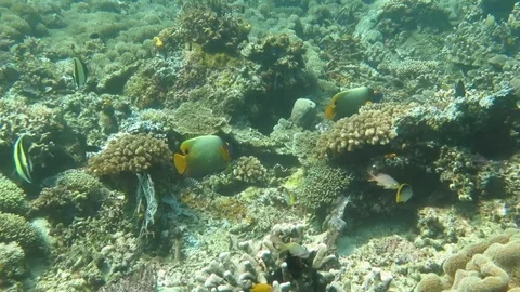 Two blueface or yellowface angelfish swimming over corals Stock Footage 80664507