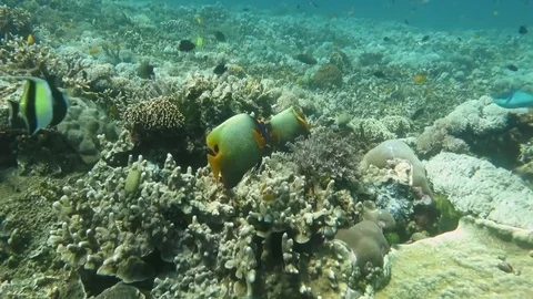 Two blueface or yellowface angelfish swimming over corals Stock Footage 80665389
