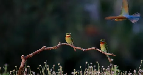 Two bluetailed beeeaters perched on a branch in nature Vidéo 334635427