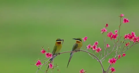 Two bluetailed beeeaters perched on a flowering branch with prey Stock Footage 335491822