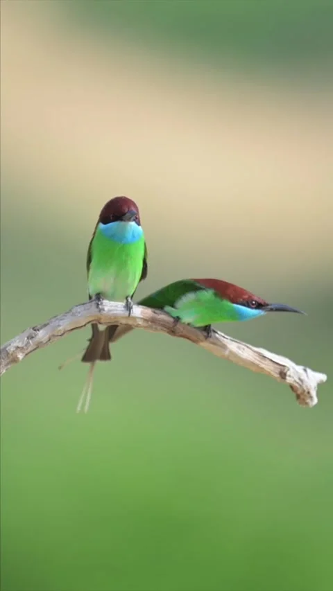 Two bluethroated beeeaters perched on a branch in natural habitat Stock Footage 335248399