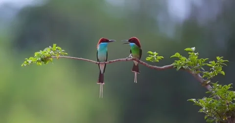 Two bluethroated beeeaters perched on a branch in a natural setting Stock Footage 335491387